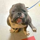 Sumo photo