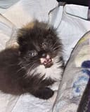Erma photo