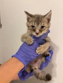 These Sick Kittens photo