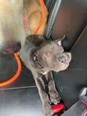 Dumped Puppies photo