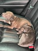 Dumped Puppies photo
