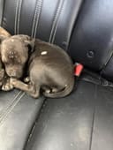 Dumped Puppies photo