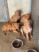 Adie & Her Babies photo