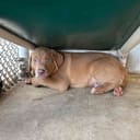Adie & Her Babies photo