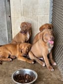 Adie & Her Babies photo
