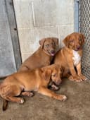Adie & Her Babies photo
