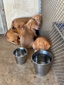 Adie & Her Babies photo