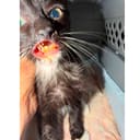 Victor photo