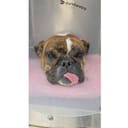Smore's photo