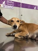 Build Baw Baw Animal Hospital photo