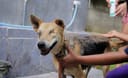Build Baw Baw Animal Hospital photo