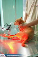 Build Baw Baw Animal Hospital photo