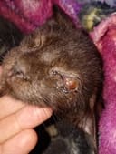 Stray kitten needs eye surgery photo