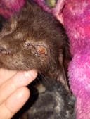 Stray kitten needs eye surgery photo