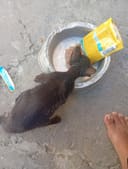 Stray kitten needs eye surgery photo