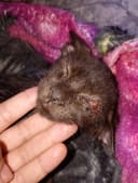 Stray kitten needs eye surgery photo