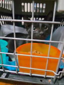 Birons photo