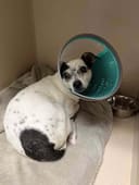 Our Staggering Vet Bills photo