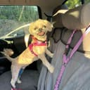 Coco June photo
