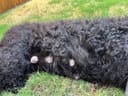 These Desperate Pups photo