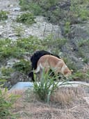 These Desperate Pups photo