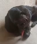 Street dog needs medical help photo