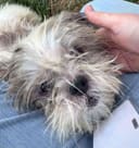 Fluff photo