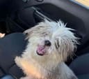 Fluff photo