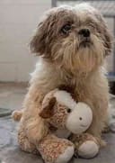 Fluff photo