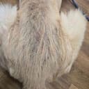 Bear photo