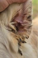 Bear photo