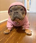 Reopen Our Rescue! photo
