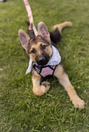 Reopen Our Rescue! photo