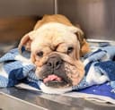 Reopen Our Rescue! photo