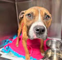 Reopen Our Rescue! photo