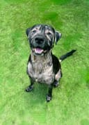 Reopen Our Rescue! photo
