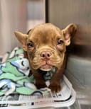 Reopen Our Rescue! photo