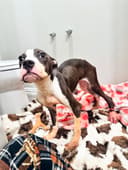 Reopen Our Rescue! photo