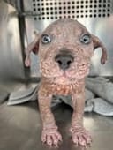 Reopen Our Rescue! photo