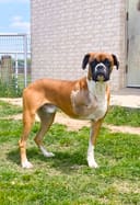 Reopen Our Rescue! photo