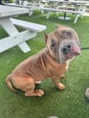 Reopen Our Rescue! photo