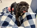 Reopen Our Rescue! photo