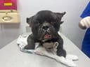 Reopen Our Rescue! photo