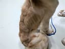 Lacey, Cashmere & Chantilly photo
