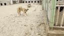 Emergency Security Cameras to Protect 200+ Dogs photo