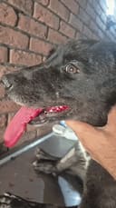 Emergency Security Cameras to Protect 200+ Dogs photo