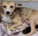 Eevee & Her Puppies photo