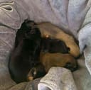 Eevee & Her Puppies photo
