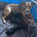 Eevee & Her Puppies photo