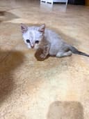 Annabelle photo